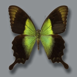 Papilio peranthus