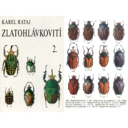 ZLATOHLAVKOVITI - CETONIDAE 2