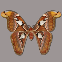 Attacus atlas