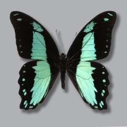 Papilio bromius