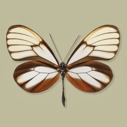 Godyris duillia