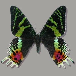 Urania rhipheus