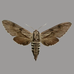 Zawisak borowiec