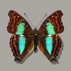 Dexocopa cherubina