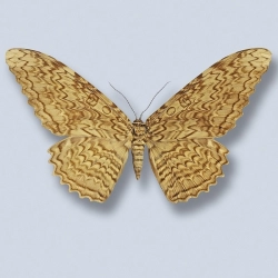Thysania agrippina