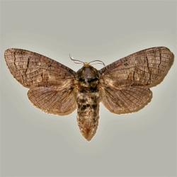 Trociniarka czerwica