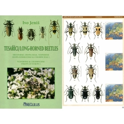 LONG-HORNED BEETLES OF EUROPE