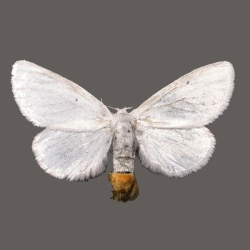 Kuprówka złotnica