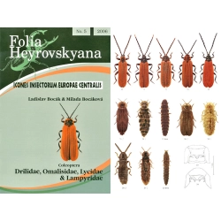 DRILIDAE, OMALISIDAE, LYCIDAE & LAMPYRIDAE