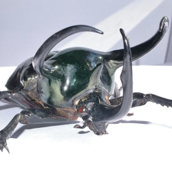 Chalcosoma atlas