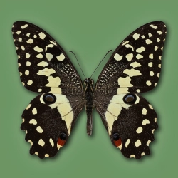 Papilio demodocus