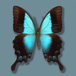 Papilio pericles
