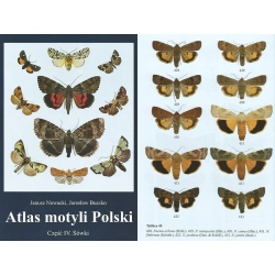 ATLAS MOTYLI POLSKI CZĘŚĆ IV ATLAS MOTYLI POLSKI CZĘŚĆ IV