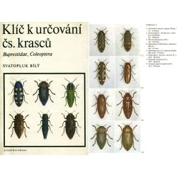 KLIC K URCOVANI KRASCU - BUPRESTIDAE