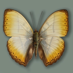 Cymothoe reinholdi