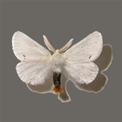 Kuprówka rudnica