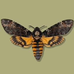 Acherontia atropos