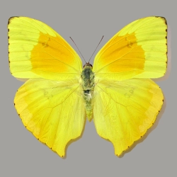 Phoebis rurina