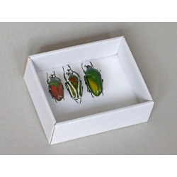 TACKA ENTOMOLOGICZNA 1/16 Z WYKŁADZINĄ