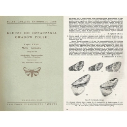 NOTODONTIDAE - THAUMETOPOEIDAE - THYATIRIDAE - DREPANIDAE NOTODONTIDAE - THAUMETOPOEIDAE - THYATIRIDAE - DREPANIDAE