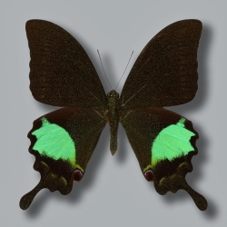 Papilio paris