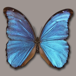 Morpho didius