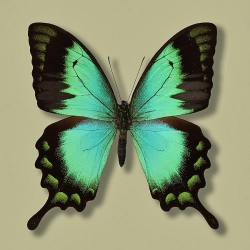 Papilio lorquinianus