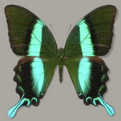 Papilio blumei