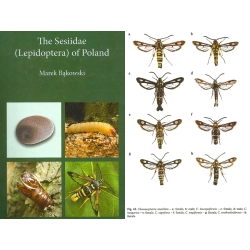 The Sesiidae (Lepidoptera) of Poland