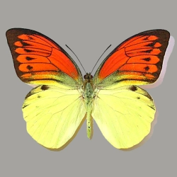 Hebomoia leucippe