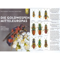 DIE GOLDWESPEN MITTELEUROPAS ZŁOTOLITKI EUROPY ŚRODKOWEJ DIE GOLDWESPEN MITTELEUROPAS ZŁOTOLITKI EUROPY ŚRODKOWEJ