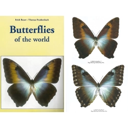 BUTTERFLIES OF THE WORLD MORPHO II BUTTERFLIES OF THE WORLD MORPHO II