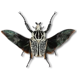 Goliathus orientalis