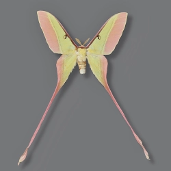 Actias dubernardi