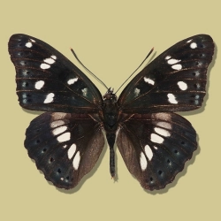 Limenitis reducta