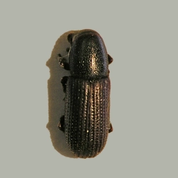 Zakorek czarny