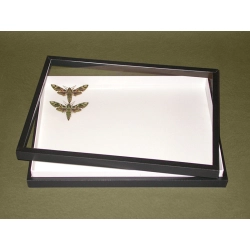 PUDŁO OSZKLONE Z OKLEINĄ 40x30x5cm PUDŁO OSZKLONE Z OKLEINĄ 40x30x5cm