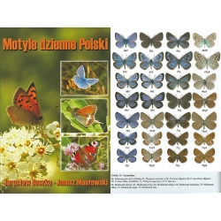 MOTYLE DZIENNE POLSKI WYDANIE DRUGIE