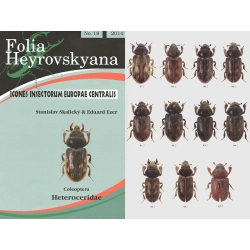 HETEROCERIDAE