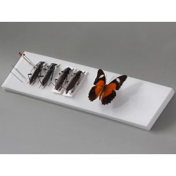 PODŁOŻE DO PREPAROWANIA 35x7x1cm