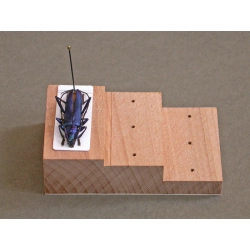 TRAPIK ENTOMOLOGICZNY