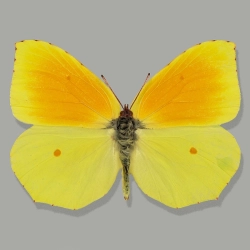 Gonepteryx cleopatra