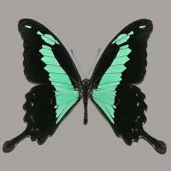 Papilio phorcas