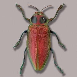 Euchroma gigantea
