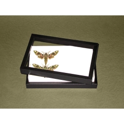 PUDŁO OSZKLONE Z OKLEINĄ 23x15x5cm PUDŁO OSZKLONE Z OKLEINĄ 23x15x5cm