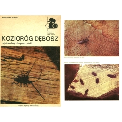 KOZIORÓG DĘBOSZ