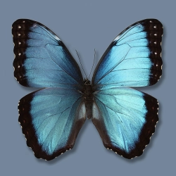 Morpho helenor