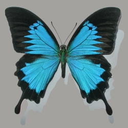 Papilio ulysses