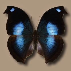 Napeocles jucunda