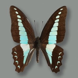 Graphium sarpedon